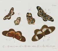 Jablonsky Original Butterfly Print 1747 Painted Lady - Panteek Antique Prints