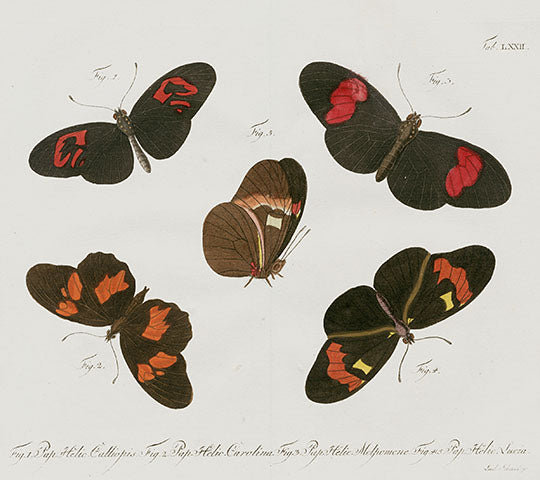 Jablonsky Original Butterfly Print 1747 Postman