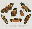 Jablonsky Original Butterfly Print 1747 Tigerwing - Panteek Antique Prints
