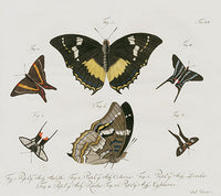 Jablonsky Original Butterfly Print 1747 Turquoise Blue - Panteek Antique Prints