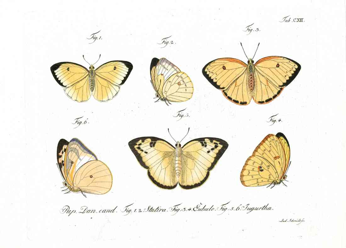 Jablonsky Original Butterfly Print 1747 Yellow Sulphur