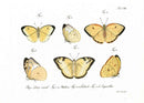 Jablonsky Original Butterfly Print 1747 Yellow Sulphur - Panteek Antique Prints