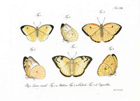 Jablonsky Original Butterfly Print 1747 Yellow Sulphur - Panteek Antique Prints
