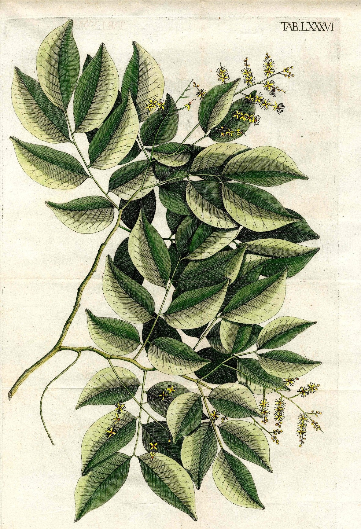 Jacquin Original Engraving American Botanical JAQ1