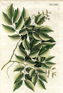 Jacquin Original Engraving American Botanical JAQ1 - Panteek Antique Prints