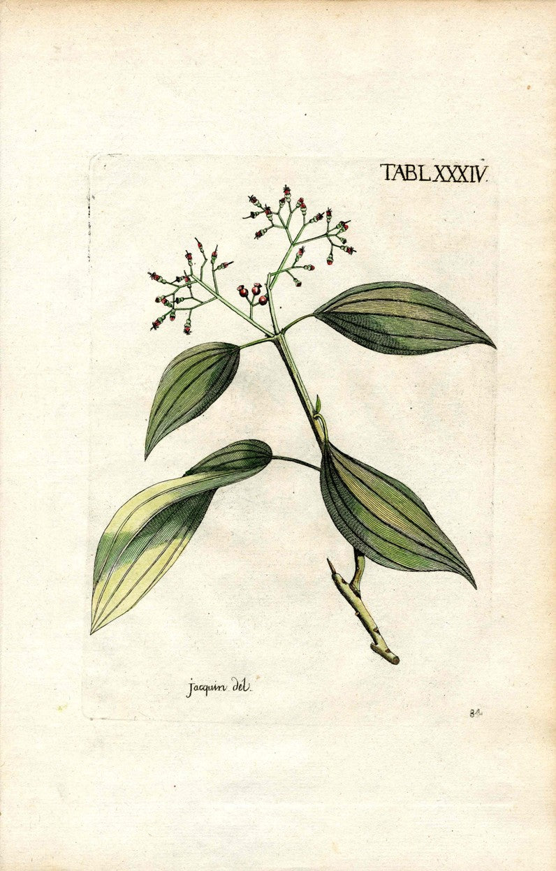 Jacquin Original Engraving American Botanical JAQ10