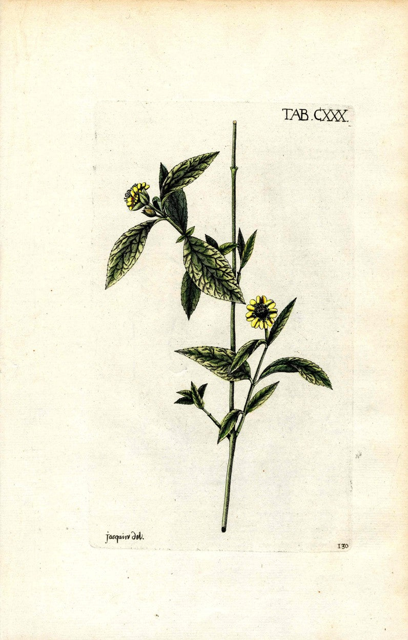 Jacquin Original Engraving American Botanical JAQ11