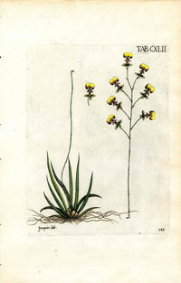 Jacquin Original Engraving American Botanical JAQ12 - Panteek Antique Prints