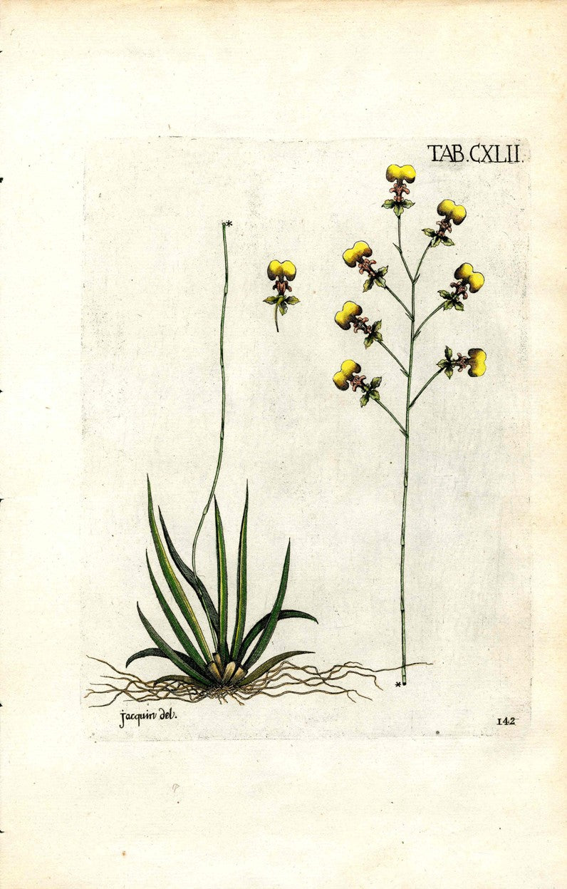 Jacquin Original Engraving American Botanical JAQ12