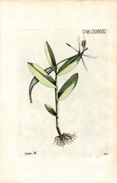 Jacquin Original Engraving American Botanical JAQ13 - Panteek Antique Prints