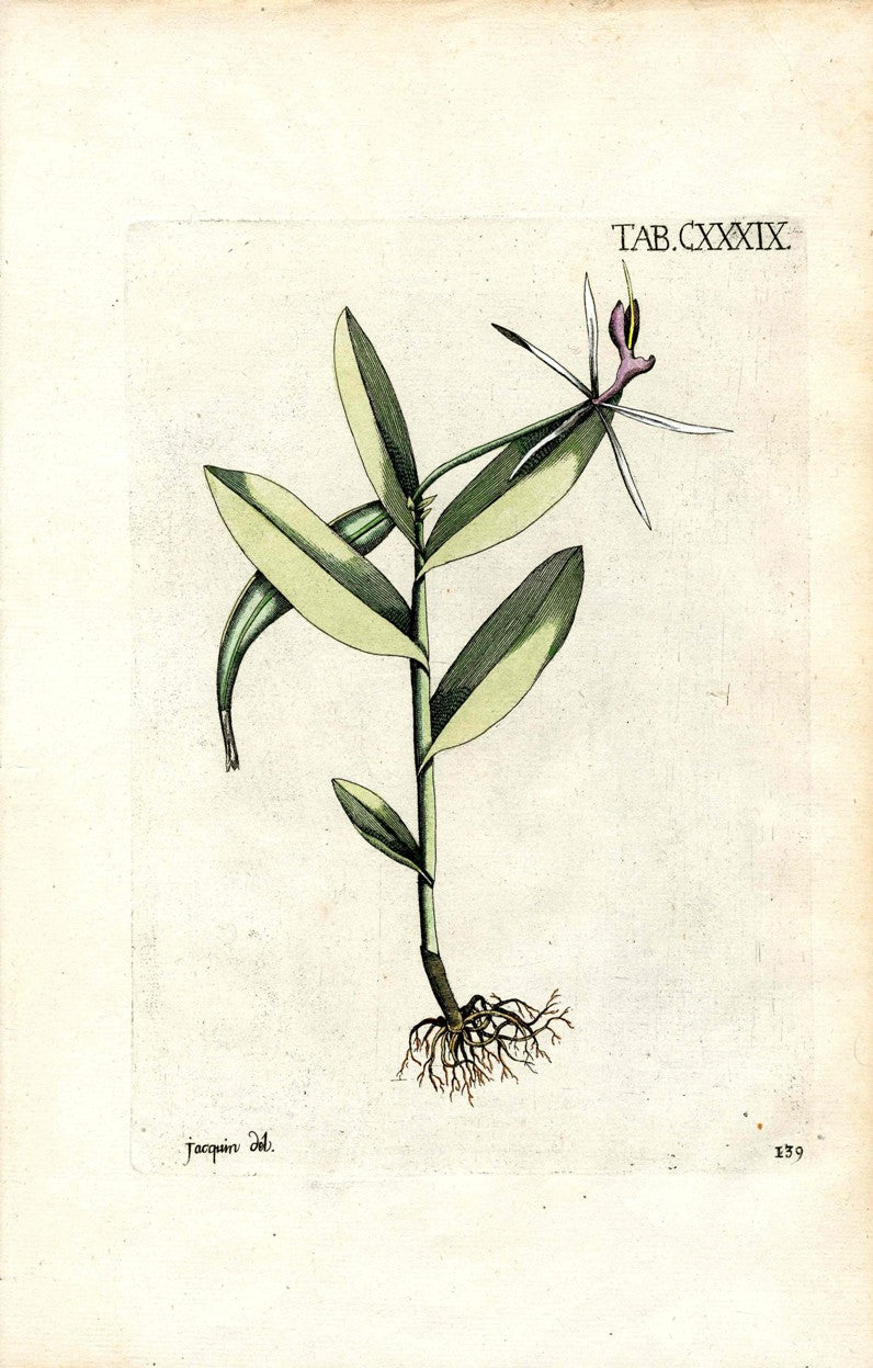 Jacquin Original Engraving American Botanical JAQ13