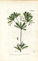 Jacquin Original Engraving American Botanical JAQ14 - Panteek Antique Prints