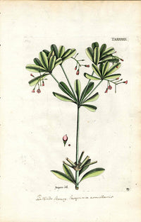 Jacquin Original Engraving American Botanical JAQ14 - Panteek Antique Prints