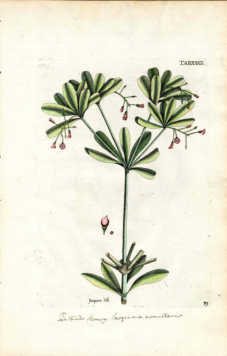 Jacquin Original Engraving American Botanical JAQ14