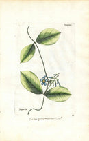Jacquin Original Engraving American Botanical JAQ15 - Panteek Antique Prints