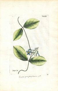 Jacquin Original Engraving American Botanical JAQ15 - Panteek Antique Prints