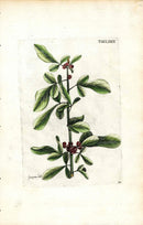 Jacquin Original Engraving American Botanical JAQ16 - Panteek Antique Prints