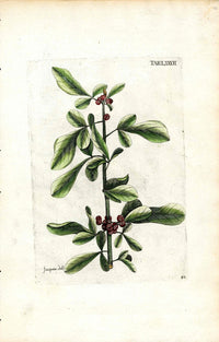 Jacquin Original Engraving American Botanical JAQ16 - Panteek Antique Prints