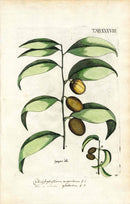 Jacquin Original Engraving American Botanical JAQ2 - Panteek Antique Prints