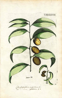 Jacquin Original Engraving American Botanical JAQ2 - Panteek Antique Prints