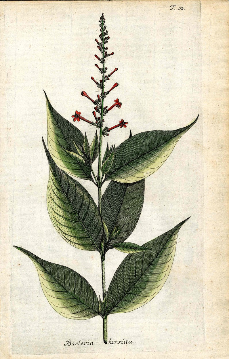 Jacquin Original Engraving American Botanical JAQ3