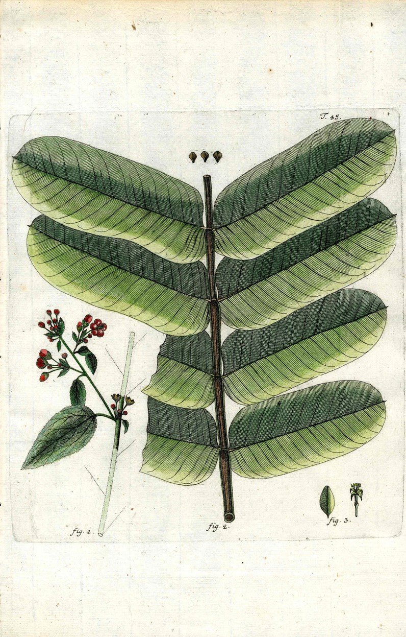 Jacquin Original Engraving American Botanical JAQ4
