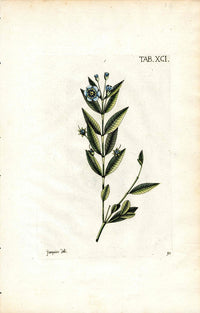 Jacquin Original Engraving American Botanical JAQ5 - Panteek Antique Prints