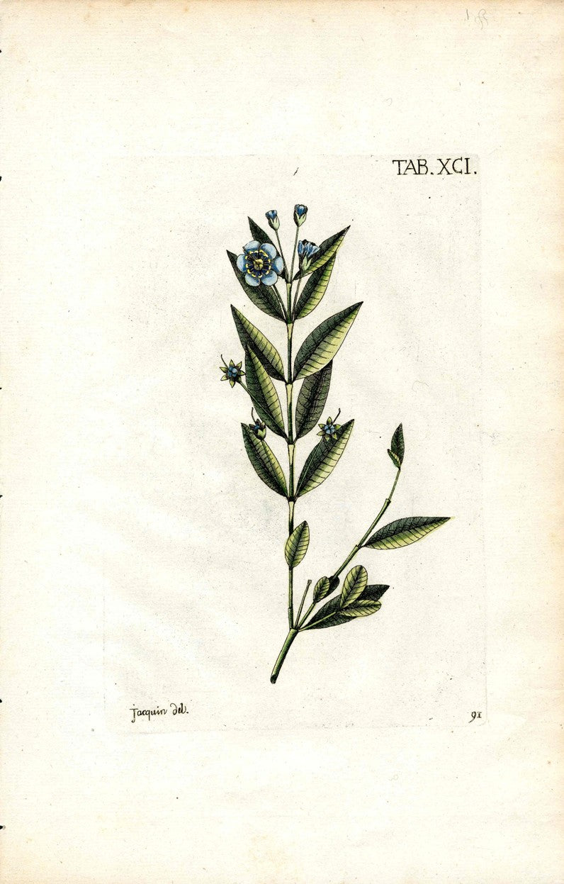 Jacquin Original Engraving American Botanical JAQ5