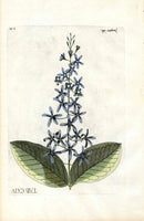 Jacquin Original Engraving American Botanical JAQ6 - Panteek Antique Prints