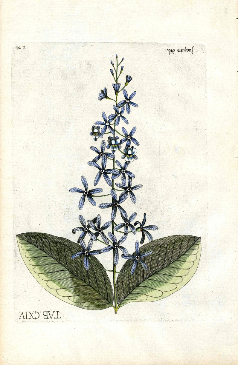 Jacquin Original Engraving American Botanical JAQ6