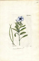 Jacquin Original Engraving American Botanical JAQ7 - Panteek Antique Prints