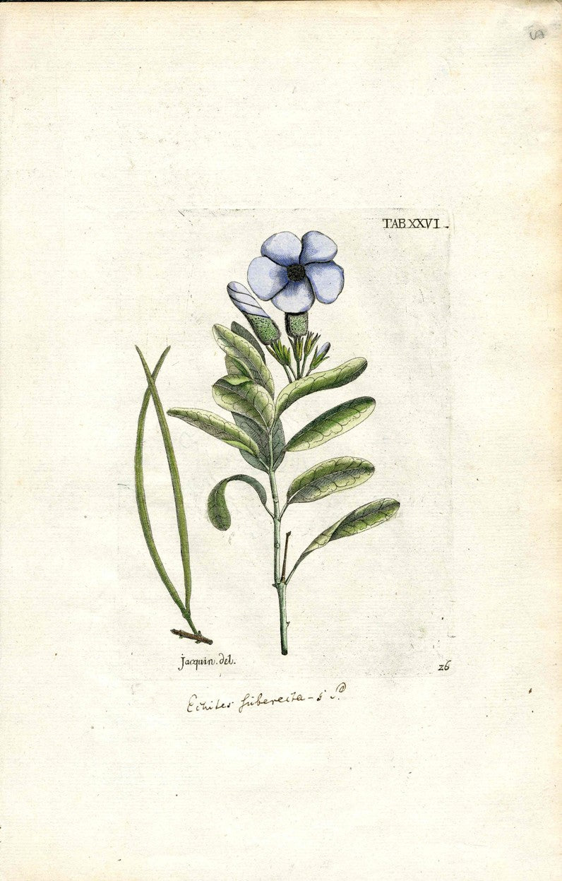 Jacquin Original Engraving American Botanical JAQ7