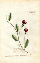 Jacquin Original Engraving American Botanical JAQ8 - Panteek Antique Prints