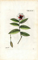 Jacquin Original Engraving American Botanical JAQ9 - Panteek Antique Prints