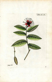 Jacquin Original Engraving American Botanical JAQ9 - Panteek Antique Prints