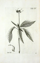 Jacquin Original Engraving American Botanical JN104 - Panteek Antique Prints