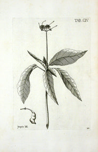 Jacquin Original Engraving American Botanical JN104 - Panteek Antique Prints