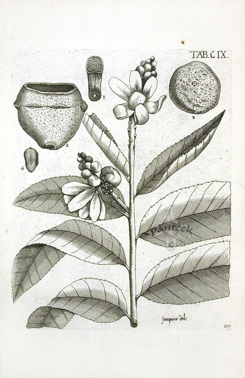 Jacquin Original Engraving American Botanical JN109