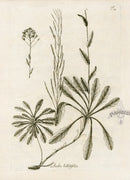 Jacquin Original Engraving American Botanical JN12A - Panteek Antique Prints