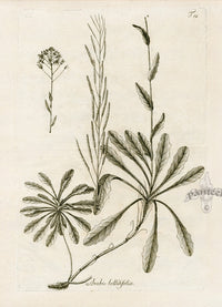 Jacquin Original Engraving American Botanical JN12A - Panteek Antique Prints