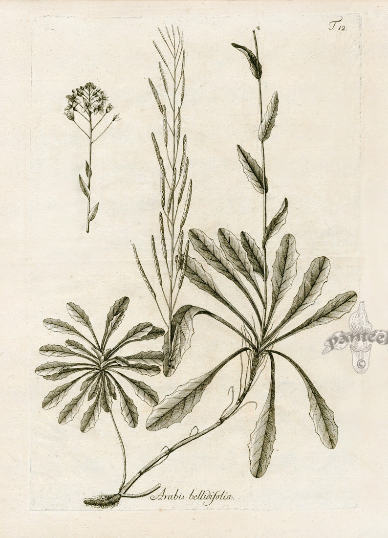 Jacquin Original Engraving American Botanical JN12A