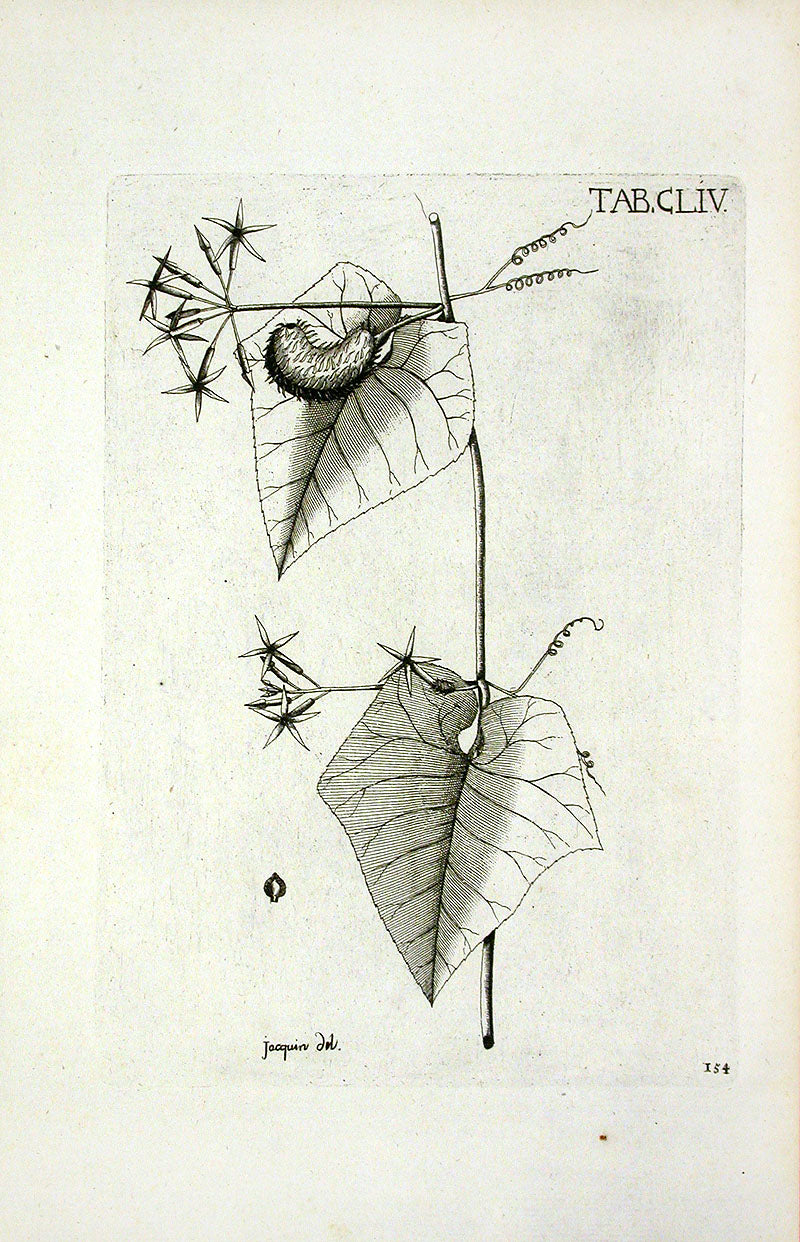 Jacquin Original Engraving American Botanical JN154