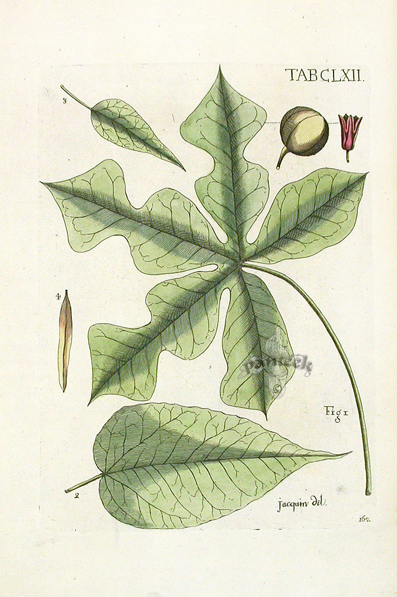 Jacquin Original Engraving American Botanical JN162
