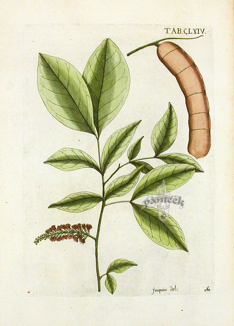 Jacquin Original Engraving American Botanical JN164