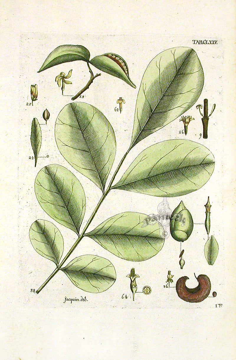 Jacquin Original Engraving American Botanical JN175