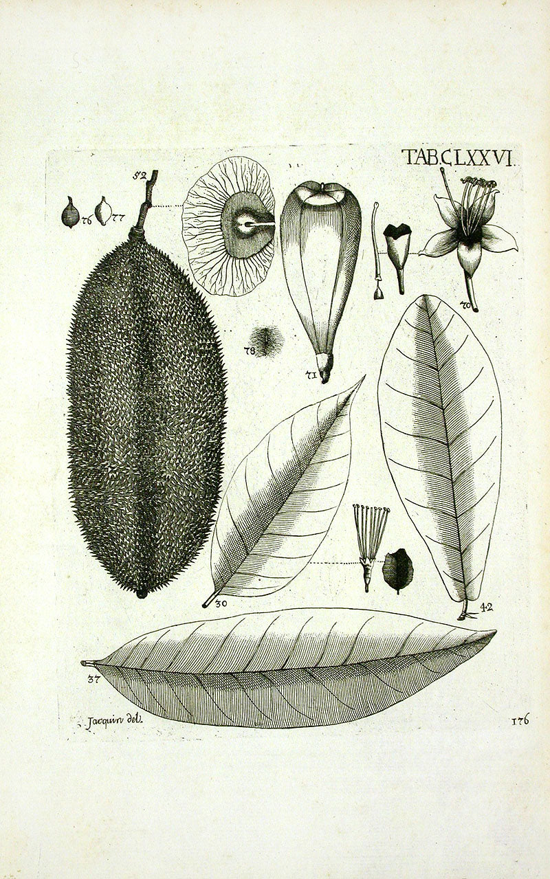 Jacquin Original Engraving American Botanical JN176