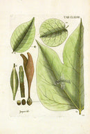 Jacquin Original Engraving American Botanical JN178 - Panteek Antique Prints