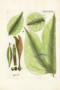 Jacquin Original Engraving American Botanical JN178 - Panteek Antique Prints