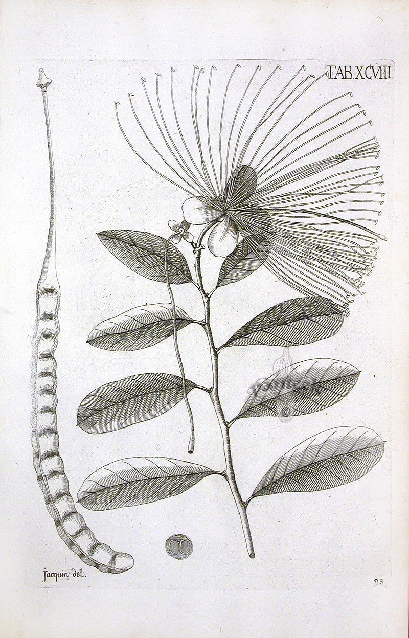Jacquin Original Engraving American Botanical JN98