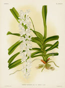 Jean Linden Aerides Fieldingi Orchid - Panteek Antique Prints